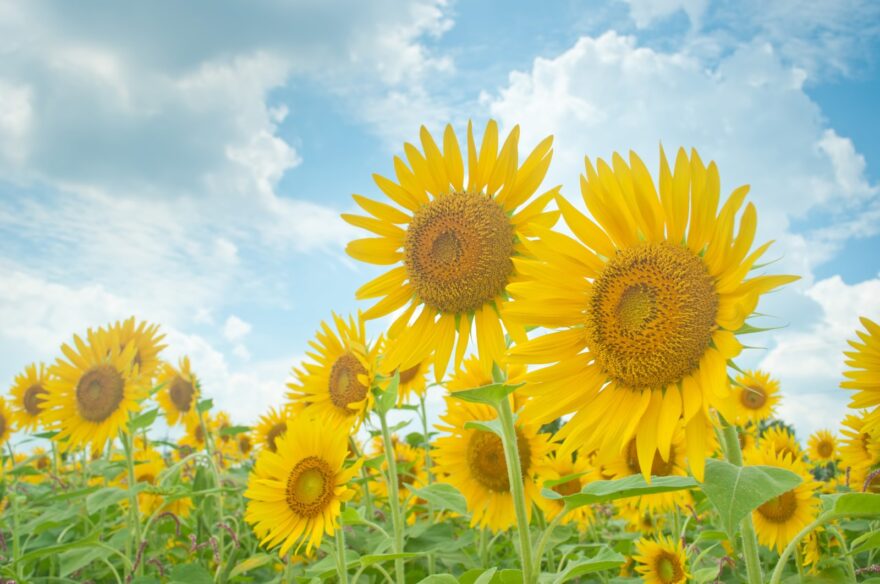 【イベント】夏休み宿題相談会１　自由研究を終わらせよう「干潟の生きもの大研究」