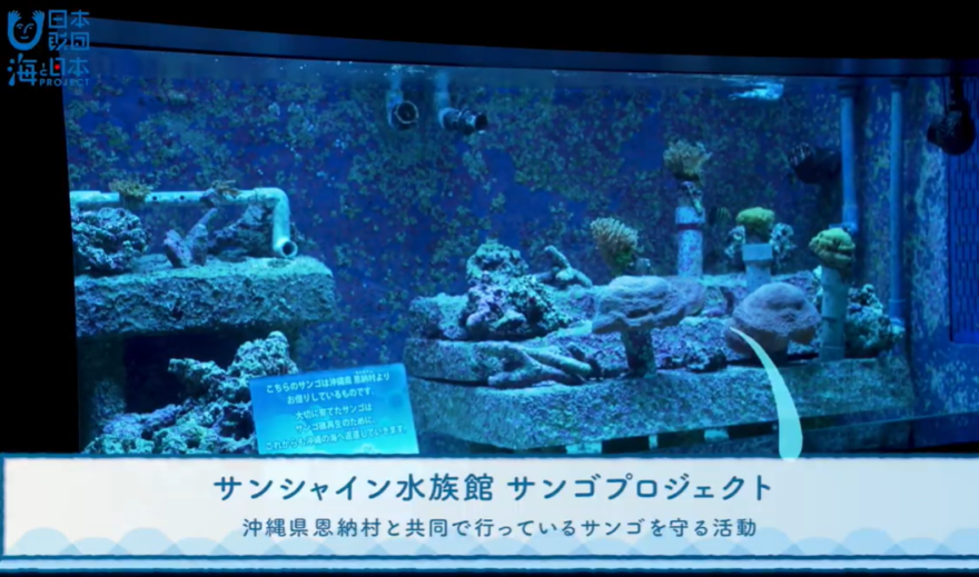 サンシャイン水族館 最初の水槽に「サンゴ」がいるワケ