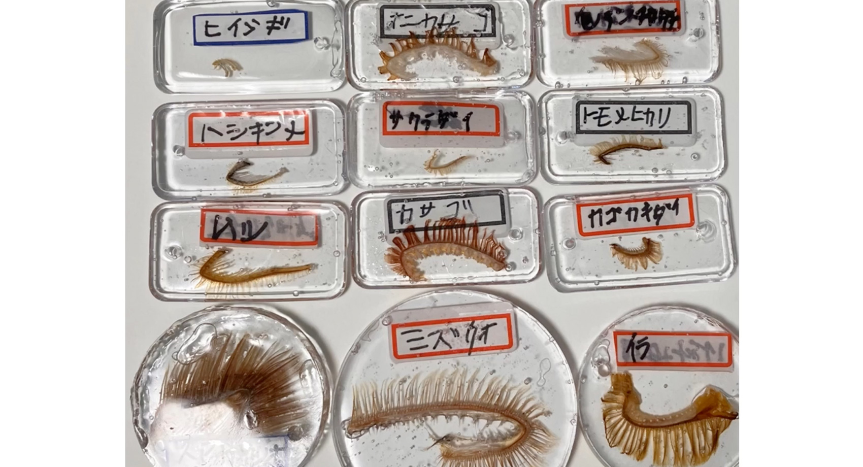 海のキッズサポーター